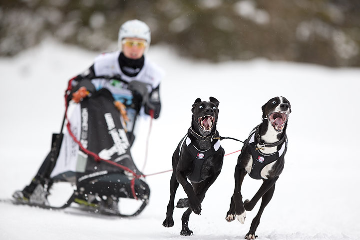 chiens de traîneaux - Kandersteg 2016