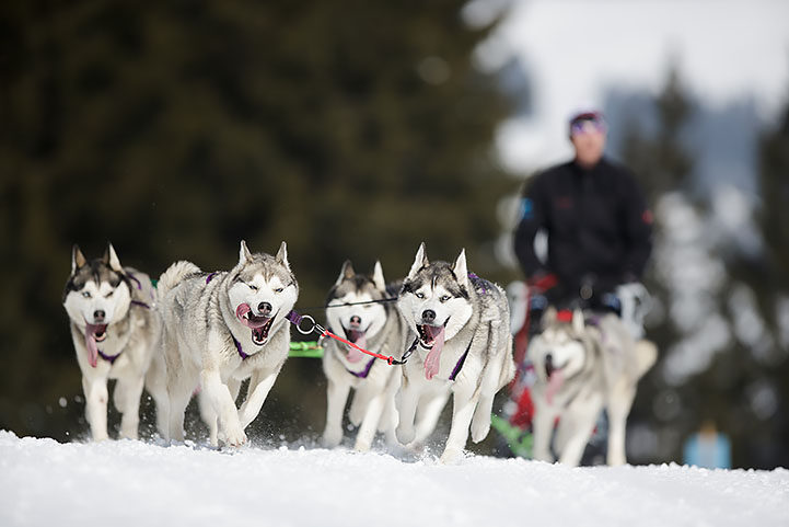 Chiens de trîneaux - les Mosses 2016